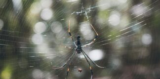 Web Sitesi Güvenliğini Artırmanın 10 Etkili Yolu ile Korunun!