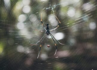 Web Sitesi Güvenliğini Artırmanın 10 Etkili Yolu ile Korunun!