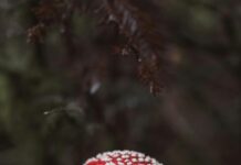 Responsive Tasarım Testinde Dikkat Edilmesi Gerekenler: İpuçları