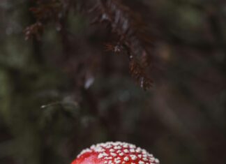 Responsive Tasarım Testinde Dikkat Edilmesi Gerekenler: İpuçları