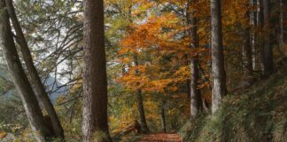 Arayüz Tasarımında Renk Psikolojisinin Rolü: Kullanıcıyı Etkileyen Güç