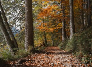 Arayüz Tasarımında Renk Psikolojisinin Rolü: Kullanıcıyı Etkileyen Güç
