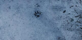 Site Hızı Artıran Hosting Seçenekleri ile Performansınızı Yükseltin