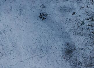 Site Hızı Artıran Hosting Seçenekleri ile Performansınızı Yükseltin