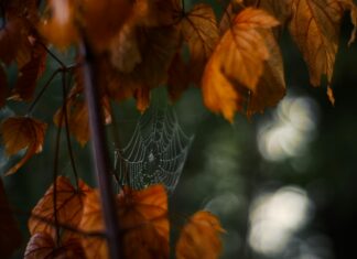 Kurumsal Web Tasarımı Neden Önemlidir? İşinizi Büyütün!