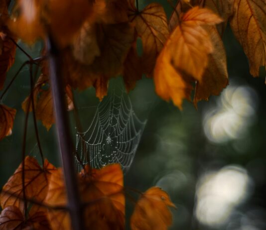 Web Tasarım Sürecinde Müşteri Beklentilerini Anlamak: Nasıl Başarılır?