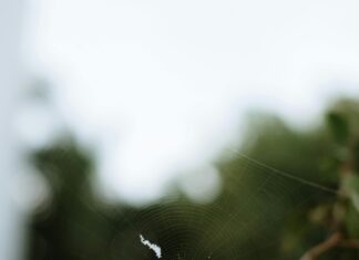 Web Sitesi Trafiğini Arttırmanın 7 Yolu ile Başarıyı Yakala