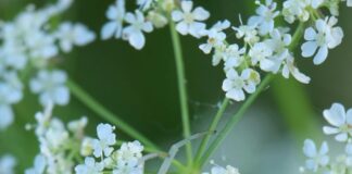 Web Uygulamalarında Performans Artırma Teknikleri İle Hızlanın