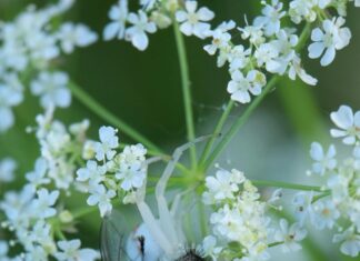 Web Uygulamalarında Performans Artırma Teknikleri İle Hızlanın