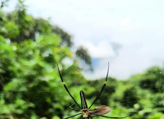 Kurumsal Web Sitesi İçin SSL Sertifikası Zorunlu Mu? Cevabı Burada!