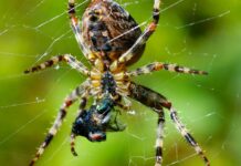 Web Yazılımda Modüler Yapı Oluşturma İle Verimliliği Artırın