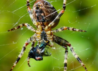 Web Yazılımda Modüler Yapı Oluşturma İle Verimliliği Artırın