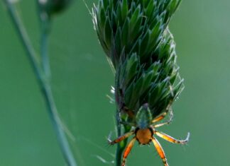 Web Sitesi Hızı İçin Resim Optimizasyonu: Hızınızı Artırmanın Yolları