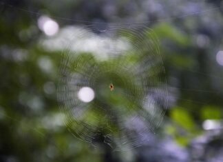 Web Uygulamalarında Oturum Yönetimi: Kullanıcı Deneyimini Artırın