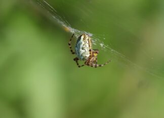 Dinamik Web Sitelerinde Jquery Kullanımı: Etkili Stratejiler Nelerdir?