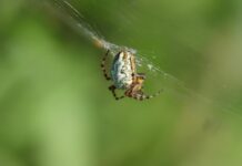 Web Yazılımında Cache Mekanizması Nedir, Nasıl İşler?