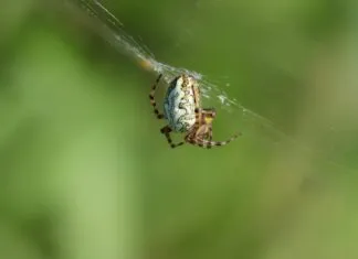 Web Yazılımında Kod Tekrarını Önleme: Verimliliği Artırmanın Yolları