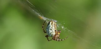 Web Yazılımında Cache Mekanizması Nedir, Nasıl İşler?