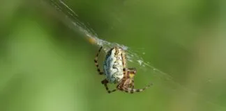 Web Yazılımında Cache Mekanizması Nedir, Nasıl İşler?