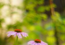 HTML5 Video Entegrasyonu ile Hızla Artan Kullanıcı Deneyimi