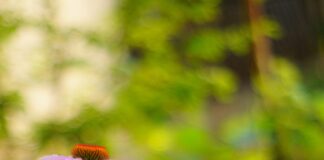 HTML5 Video Entegrasyonu ile Hızla Artan Kullanıcı Deneyimi