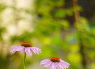 HTML5 Video Entegrasyonu ile Hızla Artan Kullanıcı Deneyimi