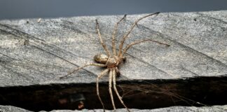 Web Sitesi Güncellemeleri İçin Otomasyon Araçlarıyla Zaman Kazanın