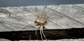 Web Sitesi Güncellemeleri İçin Otomasyon Araçlarıyla Zaman Kazanın