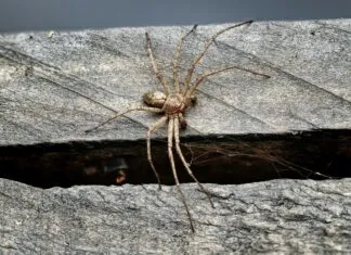 Web Sitesi Güncellemeleri İçin Otomasyon Araçlarıyla Zaman Kazanın